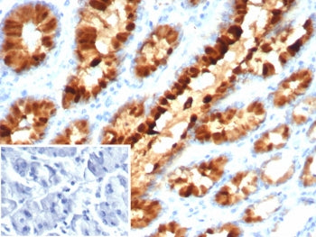 IHC staining of FFPE human stomach tissue with Estrogen Inducible Protein pS2 antibody (clone TFF1/7