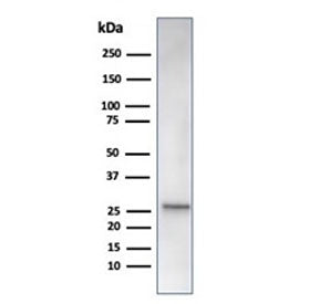 Western blot testing of human liver tissue lysate using recombinant HSPB1 antibody (clone rHSPB1/648