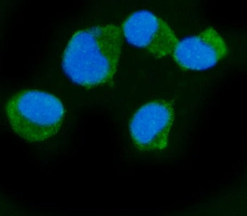 RAPGEF3 Antibody / Epac1
