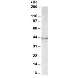 Western blot testing of mouse fetal brain lysate with DCX antibody at 0.5ug/ml. Predicted molecular 