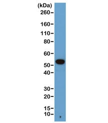 Alpha Tubulin Antibody / TUBA1B