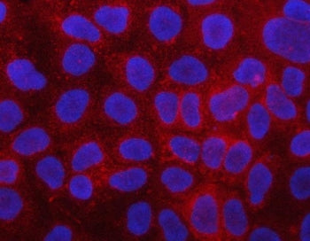 Immunofluorescent staining of FFPE human HL60 cells with PLC-delta-3 antibody (red) and DAPI nuclear