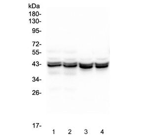 PON1 Antibody