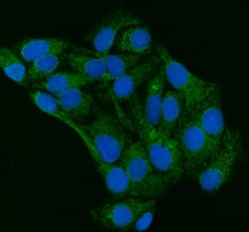 Immunofluorescent staining of FFPE human HeLa cells with GRP75 antibody (green) and DAPI nuclear sta