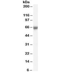 FOXO1 Antibody