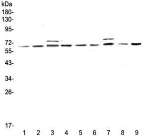 Western blot testing of rat 1) testis, 2) thymus, 3) brain, 4) lung and mouse 5) testis, 6) thymus, 