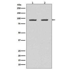 Western blot testing of human 1) HeLa and 2) Raji cell lysate with HSP90AB1 antibody. Predicted mole