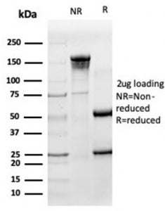 SDS-PAGE analysis of purified, BSA-free HA Tag antibody (clone HA/279) as confirmation of integrity 