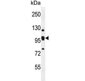 EMC1 Antibody / ER membrane protein complex subunit 1 / KIAA0090