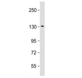 Klotho Antibody (Center Region)