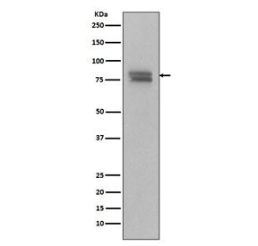 c-Myb + v-Myb Antibody (pS11)