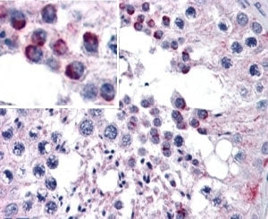 FZD9 Antibody
