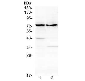 ADAM10 Antibody