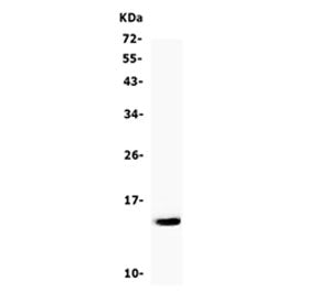 Cystatin A Antibody / CSTA