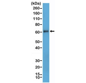 CD73 Antibody