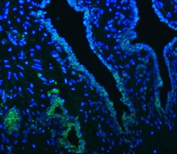 SLC22A8 Antibody / OAT3