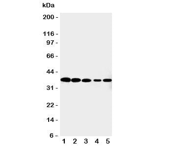 Cdk7 Antibody