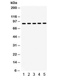Western blot testing of 1) rat testis, 2) rat thymus, 3) human placenta, 4) SW620 and 5) HeLa lysate