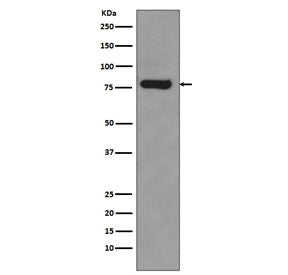 AR-V7 Antibody / Androgen Receptor