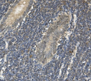 EAPP Antibody