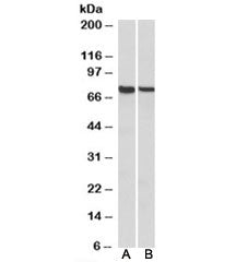 MUNC18-3 Antibody
