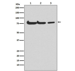 ATG7 Antibody / APG7