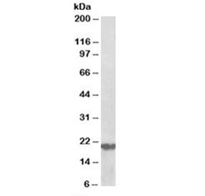 Western blot testing of human cerebellum lysate with Dnajc5 antibody at 0.5ug/ml. Predicted molecula