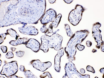 IHC testing of FFPE human placental tissue with Angiopoietin 2 antibody at 1ug/ml. Required HIER: st