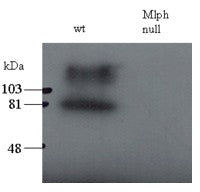 Western blot testing of total melanocyte PNS (200ug per lane) of wild-type and leaden (Mlph null) mi