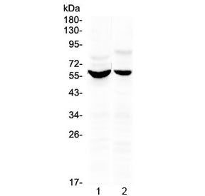 KPNA2 Antibody (N-Terminal Region)