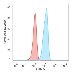 TCF25 Antibody / Transcription factor 25