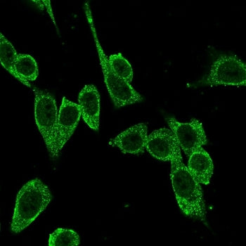 Immunofluorescent staining of PFA-fixed human HeLa cells with FOXP4 antibody (clone PCRP-FOXP4-1G7) 