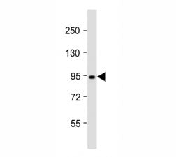 Dnmt3b Antibody