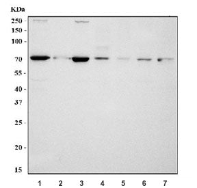 MUS81 Antibody
