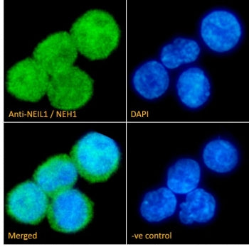 Immunofluorescent staining of fixed and permeabilized human U937 cells with NEIL1 antibody (green) a