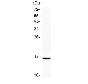 NPC2 Antibody / Niemann Pick C2