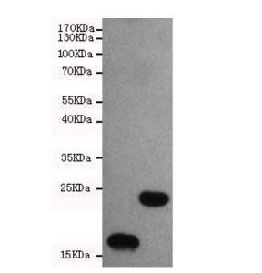 Western blot testing of bacterial lysates containing TRX-tagged proteins of different MWs using TRX 