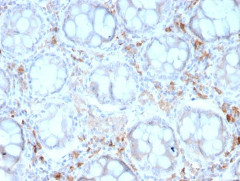 DC-SIGN Antibody / CD209