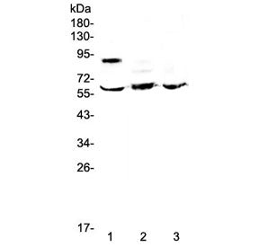 HSF2 Antibody / Heat shock factor 2