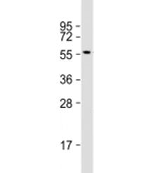 ETS1 Antibody