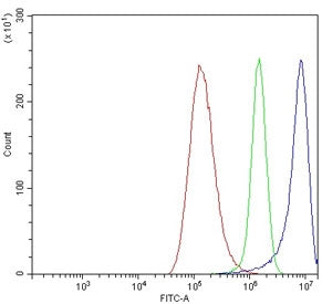Flow cytometry testing of human A549 cells with HOMER1 antibody at 1ug/million cells (blocked with g
