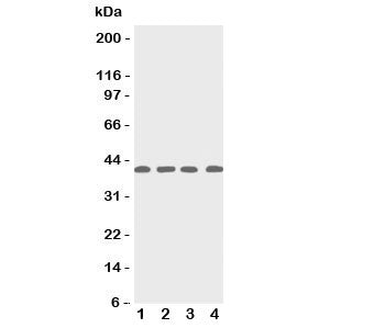 p53R2 Antibody