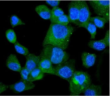 HINT1 Antibody