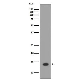 Histone H2A Antibody