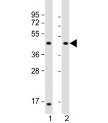 Western blot testing of 1) mouse heart and 2) rat heart lysate with LIAS antibody at 1:2000. Predict