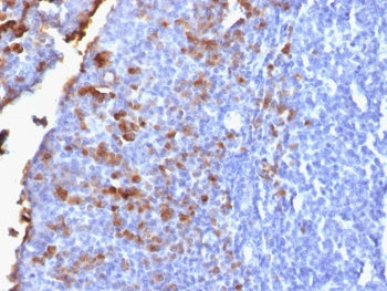 IgG Heavy Chain Antibody