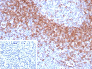 IgD Heavy Chain Antibody