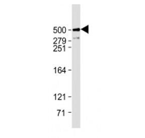 Plectin Antibody (C-Terminal Region)