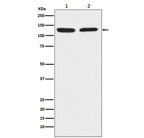 Chromogranin B Antibody