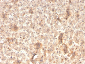 IHC staining of FFPE human liver with recombinant Secretory Component antibody (clone rSPM217). HIER